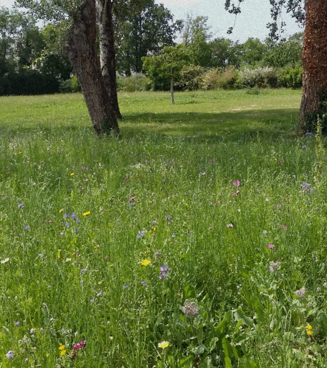 Prairie fleurie sous des arbres, dans un parc urbain